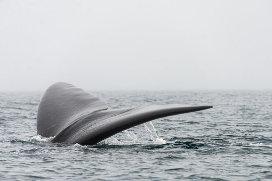 Avistando ballenas