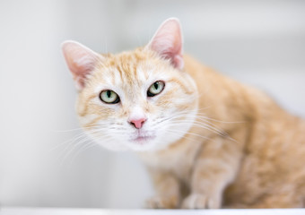 An orange tabby domestic shorthair cat crouching and looking down