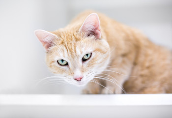 An orange tabby domestic shorthair cat crouching and looking down