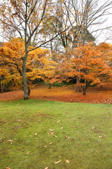 Beautiful colored leaves in Kyoto Japan