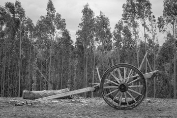 Fototapeta na wymiar Carro de madera rodeado de un hermoso bosque en una fotografía en blanco y negro