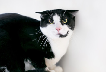 An unhappy black and white Tuxedo cat with a frightened expression, dilated pupils and ears held flat