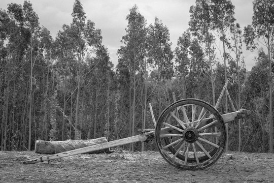 Carro de madera rodeado de un hermoso bosque en una fotografía en blanco y negro