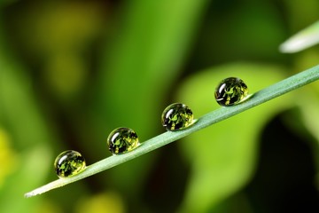 background, beautiful, close, closeup, color, colorful, drop, fauna, flower, fresh, garden, gentle...