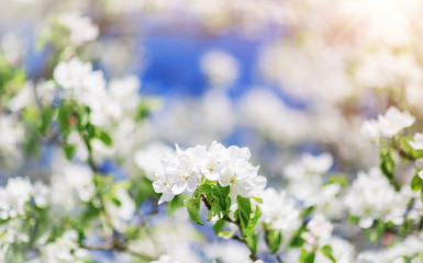 blurred apple tree background with spring flowers