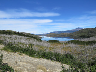 Torres del Paine, Patagonia, Chile: Forest and mountain view at lake Sk&ouml;ttsberg