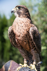 alconry - cetreria - halcon