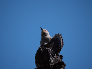 Red Bellied woodpeckers