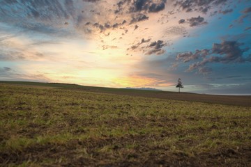 Christmas Tree at Biei Patchwork Road, Hokkaido, Japan