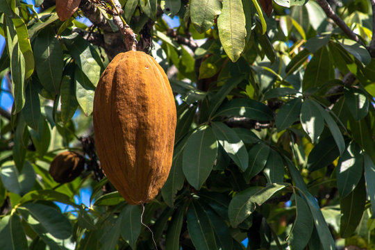 Exotic fruit Monguba (pachira aquatica) in Brazil