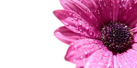 Close up macro ultra wide photo of osteospermum African purple daisy with black centre isolated with droplets in petals