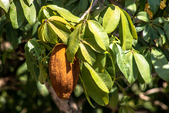 Exotic fruit Monguba (pachira aquatica) in Brazil