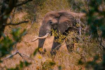African Bush Elephant / Elefante Africano (Loxodonta africana)