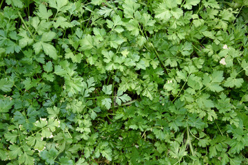 Natural natural background shot closeup parsley thicket.