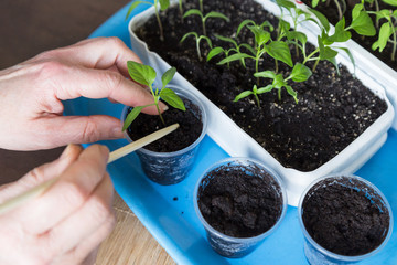 Closeup hands seeding plants in pots. Growing seedling, planting  homeplant 
