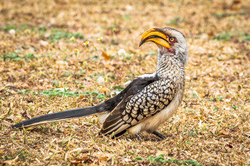 Southern Yellow-Billed Hornbill / Calau de Bico Amarelo do Sul (Tockus leucomelas)