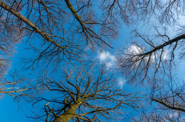 Forest looking up