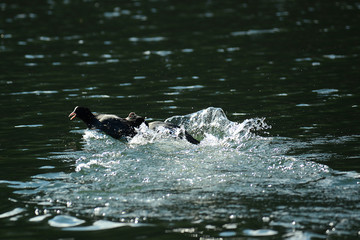 Naklejka premium Wildgans am Wasser