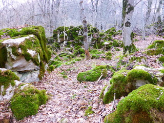 Fototapeta premium Stones covered with moss in the autumn forest