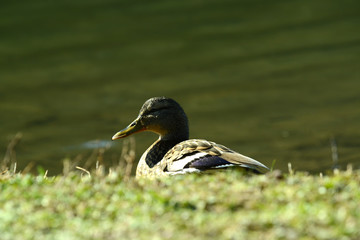 Ente am Wasser
