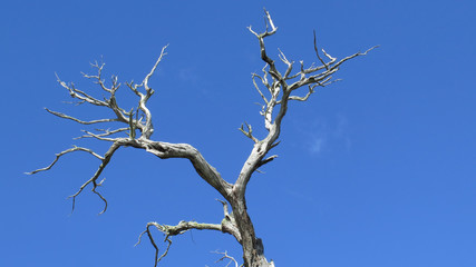 Dead old tree