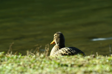 Ente am Wasser