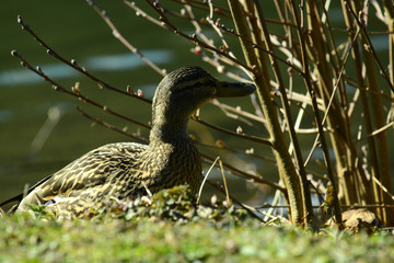 Ente am Wasser