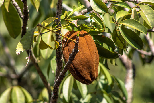 Exotic fruit Monguba (pachira aquatica) in Brazil