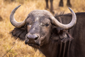 Cape Buffalo / Búfalo Africano (Syncerus caffer caffer)