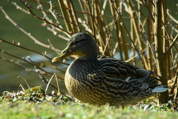 Ente am Wasser