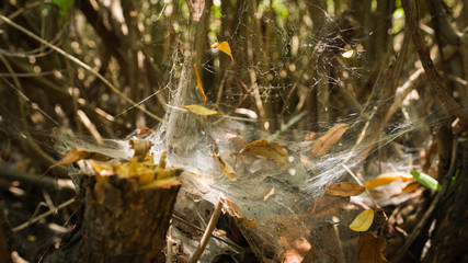 Telara&ntilde;a en laguna