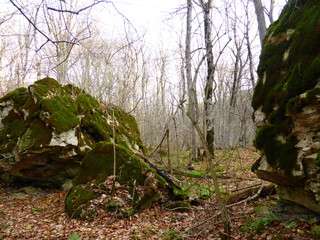 Stones covered with moss in the autumn forest