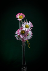
Pink flowers strung on a fork on a dark background