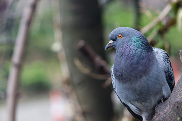 Birds on the tree