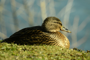 Ente am Wasser