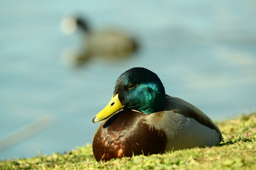 Ente am Wasser