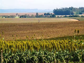 sorghum field with silos background, and selective focus, in Brazil