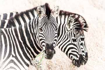 Plains Zebra / Zebra das Planícies (Equus quagga)