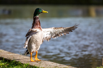 A mallard duck stretching his wings at the waters edge