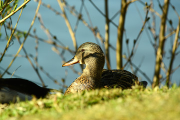 Ente am Wasser