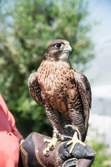 Falconry - Cetreria - Halcon