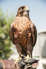 Falconry - Cetreria - Halcon
