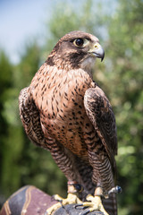 Falconry - Cetreria - Halcon