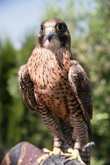 Falconry - Cetreria - Halcon