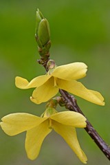 yellow Forsythia flowers on the branches of a bush