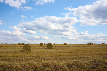 Fototapeta premium Stubble formed after mowing the grain
