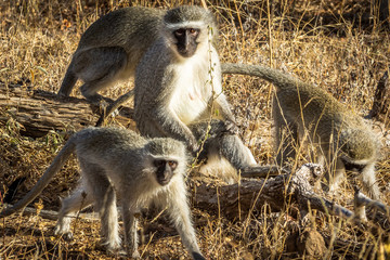 Vervet Monkey / Macaco Vervet (Chlorocebus pygerythrus)