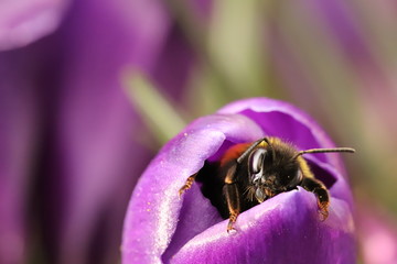 Sleepy bumblebee waking up from a crocus