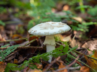 White Mushroom / Fungi in Wood