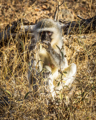Vervet Monkey / Macaco Vervet (Chlorocebus pygerythrus)
